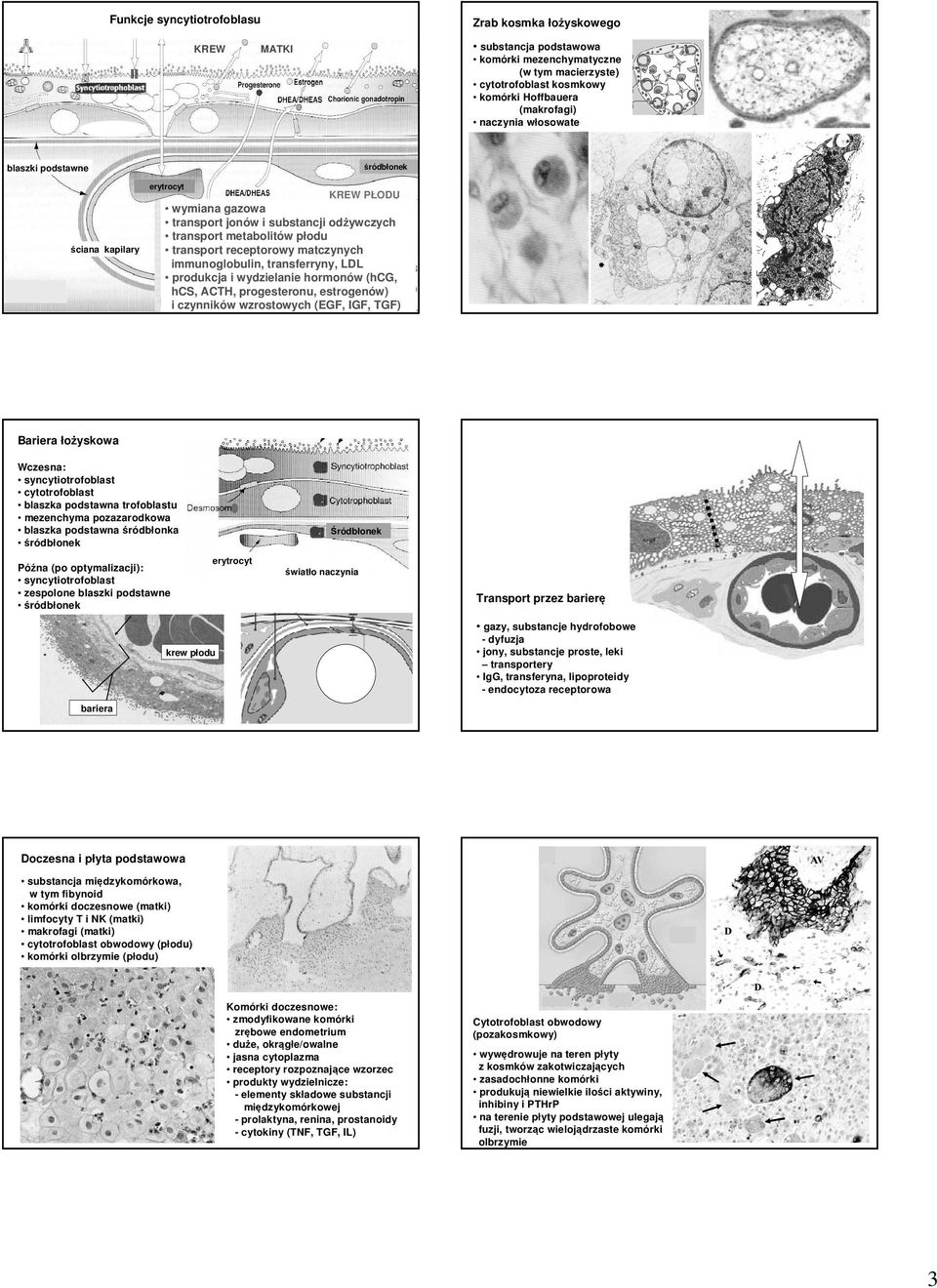 immunoglobulin, transferryny, LDL produkcja i wydzielanie hormonów (hcg, hcs, ACTH, progesteronu, estrogenów) i czynników wzrostowych (EGF, IGF, TGF) Bariera łożyskowa Wczesna: syncytiotrofoblast