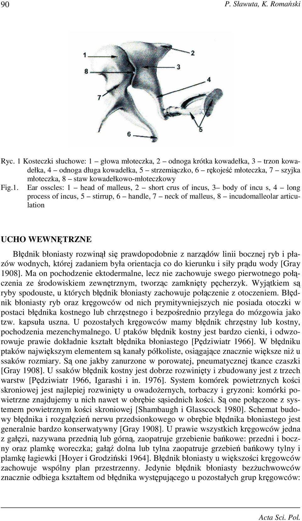kowadełkowo-młoteczkowy Fig.1.