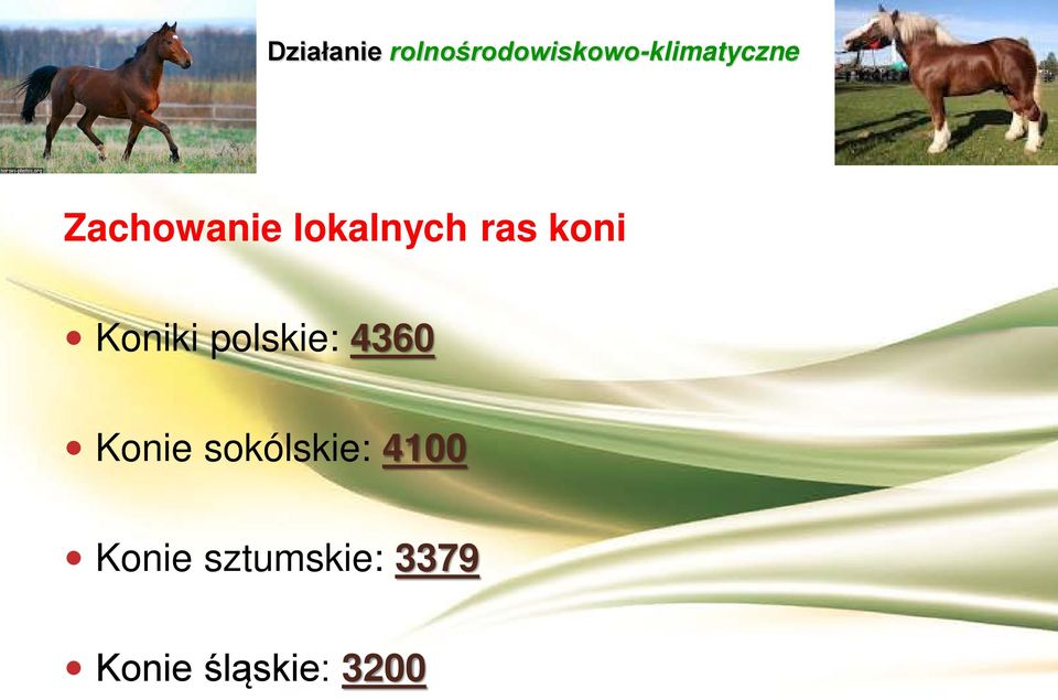 Konie sokólskie: 4100 Konie