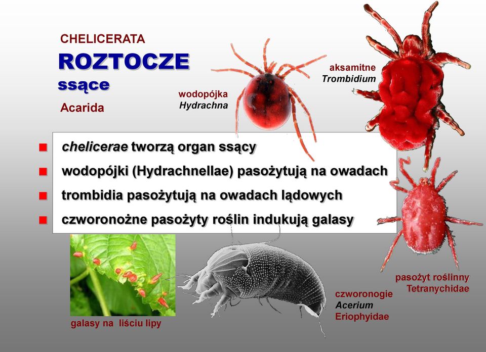 trombidia pasożytują na owadach lądowych czworonożne pasożyty roślin indukują