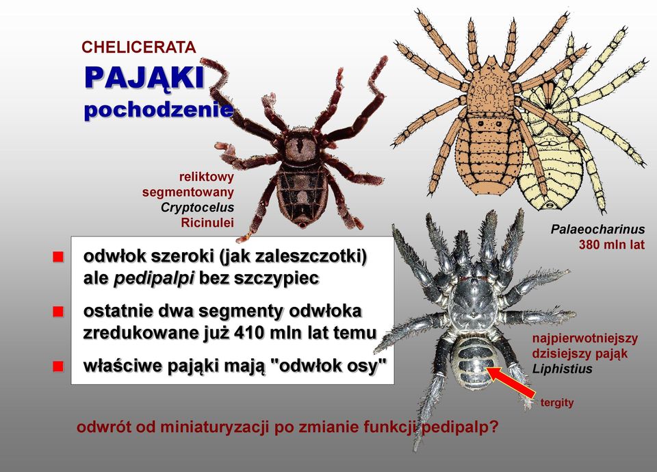 410 mln lat temu właściwe pająki mają "odwłok osy" odwrót od miniaturyzacji po zmianie