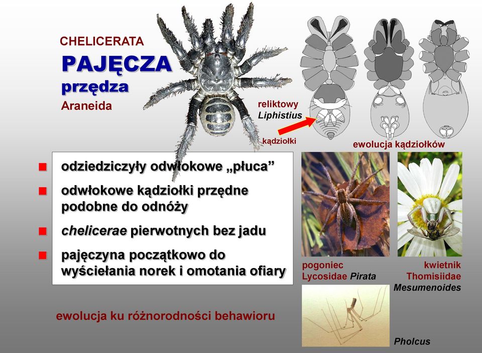 pierwotnych bez jadu pajęczyna początkowo do wyściełania norek i omotania ofiary pogoniec