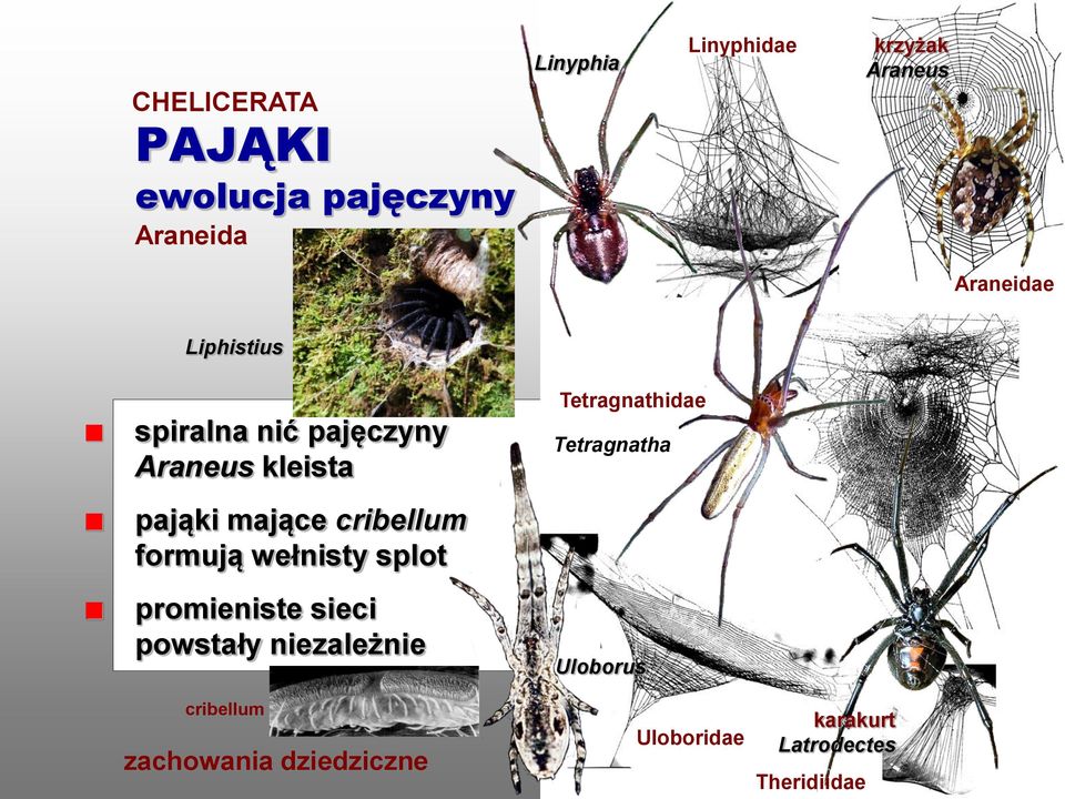 formują wełnisty splot promieniste sieci powstały niezależnie cribellum zachowania