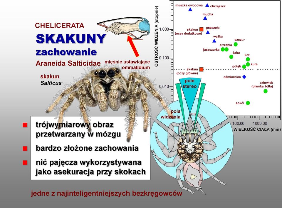 w mózgu pola widzenia bardzo złożone zachowania nić pajęcza