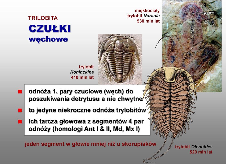 pary czuciowe (węch) do poszukiwania detrytusu a nie chwytne to jedyne niekroczne odnóża
