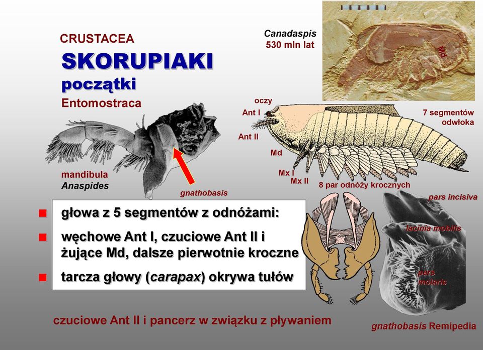 żujące Md, dalsze pierwotnie kroczne tarcza głowy (carapax) okrywa tułów Mx I Mx II 8 par odnóży