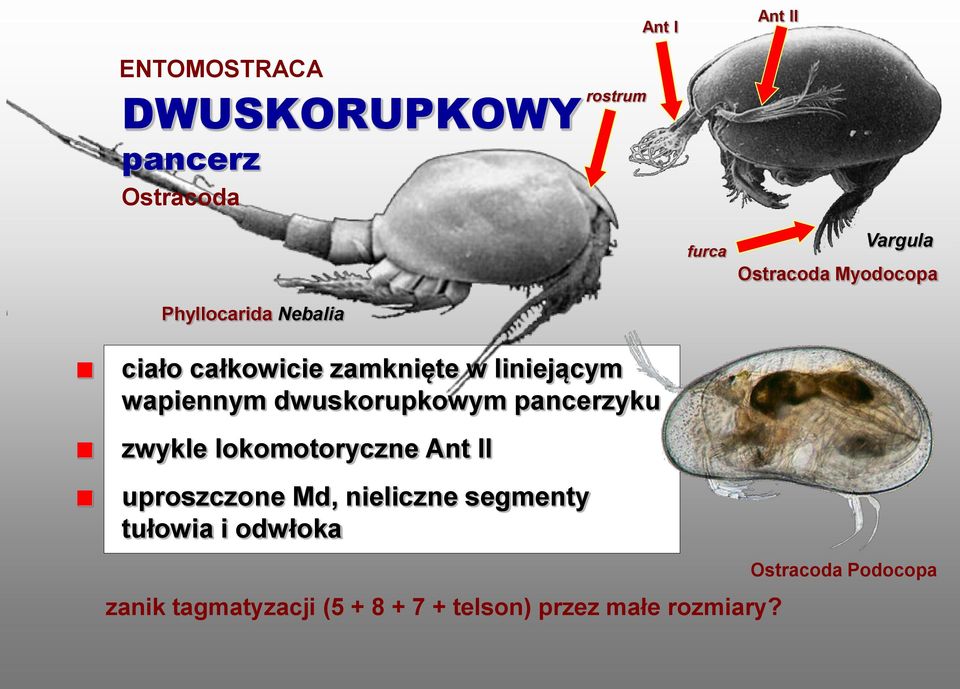 dwuskorupkowym pancerzyku zwykle lokomotoryczne Ant II uproszczone Md, nieliczne segmenty