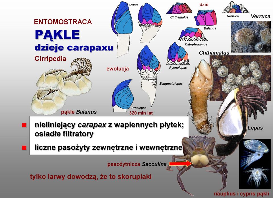 płytek; osiadłe filtratory Lepas liczne pasożyty zewnętrzne i wewnętrzne
