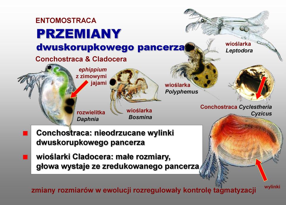 Cyzicus Conchostraca: nieodrzucane wylinki dwuskorupkowego pancerza wioślarki Cladocera: małe rozmiary,