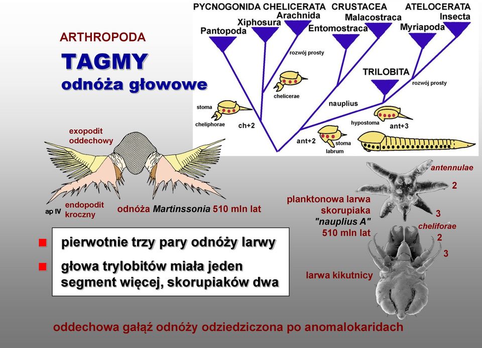 segment więcej, skorupiaków dwa planktonowa larwa skorupiaka "nauplius A" 510 mln lat