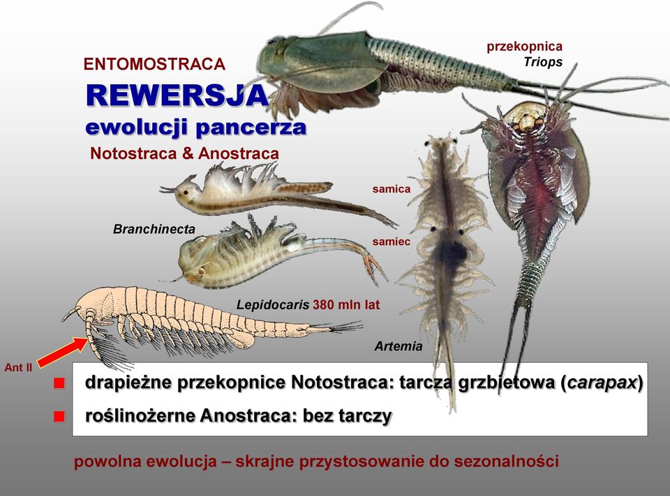 drapieżne przekopnice Notostraca: tarcza grzbietowa (carapax) roślinożerne
