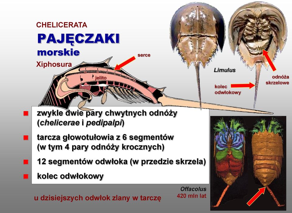 głowotułowia z 6 segmentów (w tym 4 pary odnóży krocznych) 12 segmentów odwłoka (w