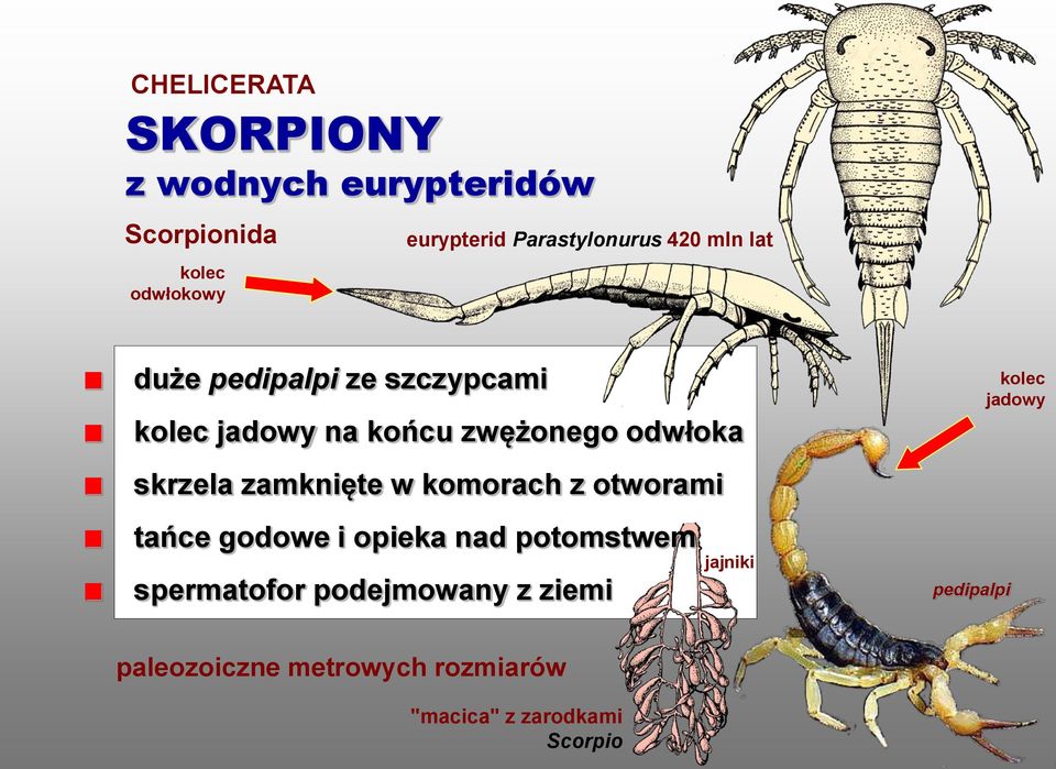 skrzela zamknięte w komorach z otworami tańce godowe i opieka nad potomstwem spermatofor