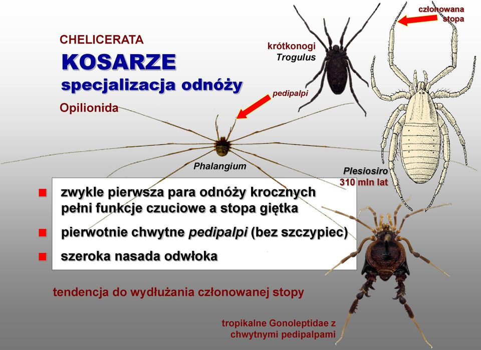 pierwotnie chwytne pedipalpi (bez szczypiec) szeroka nasada odwłoka Phalangium Plesiosiro