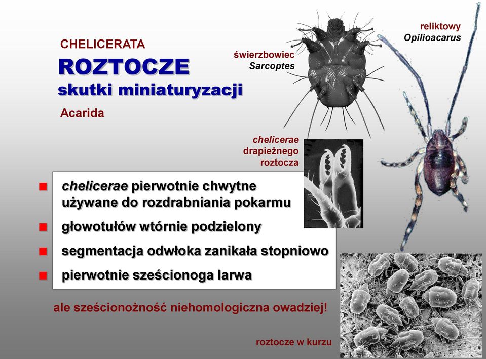 wtórnie podzielony segmentacja odwłoka zanikała stopniowo pierwotnie sześcionoga larwa