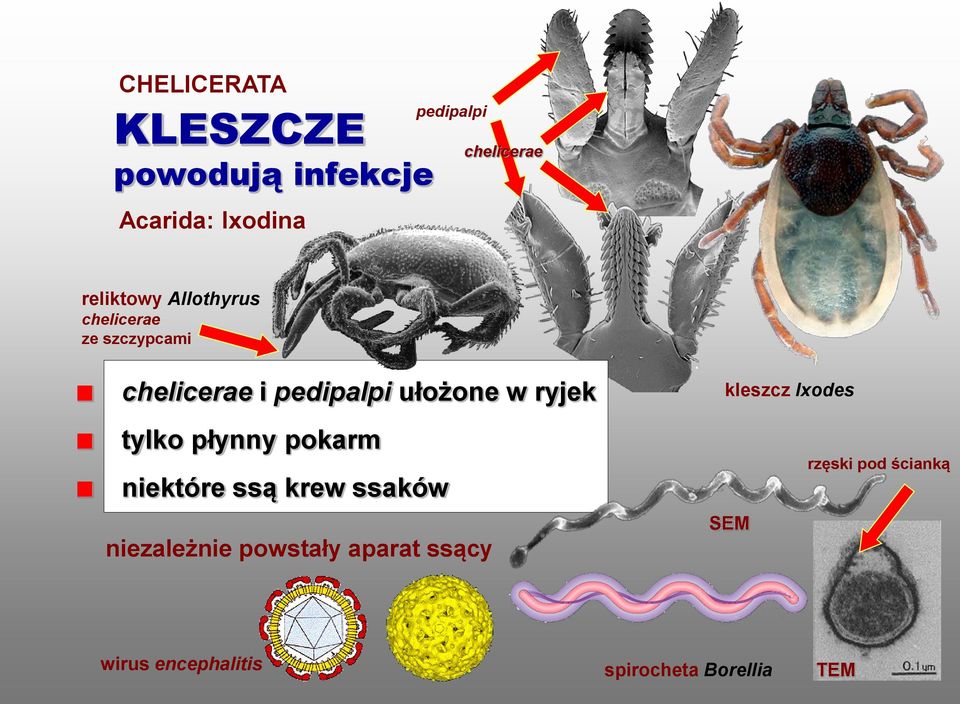 ryjek kleszcz Ixodes tylko płynny pokarm niektóre ssą krew ssaków niezależnie