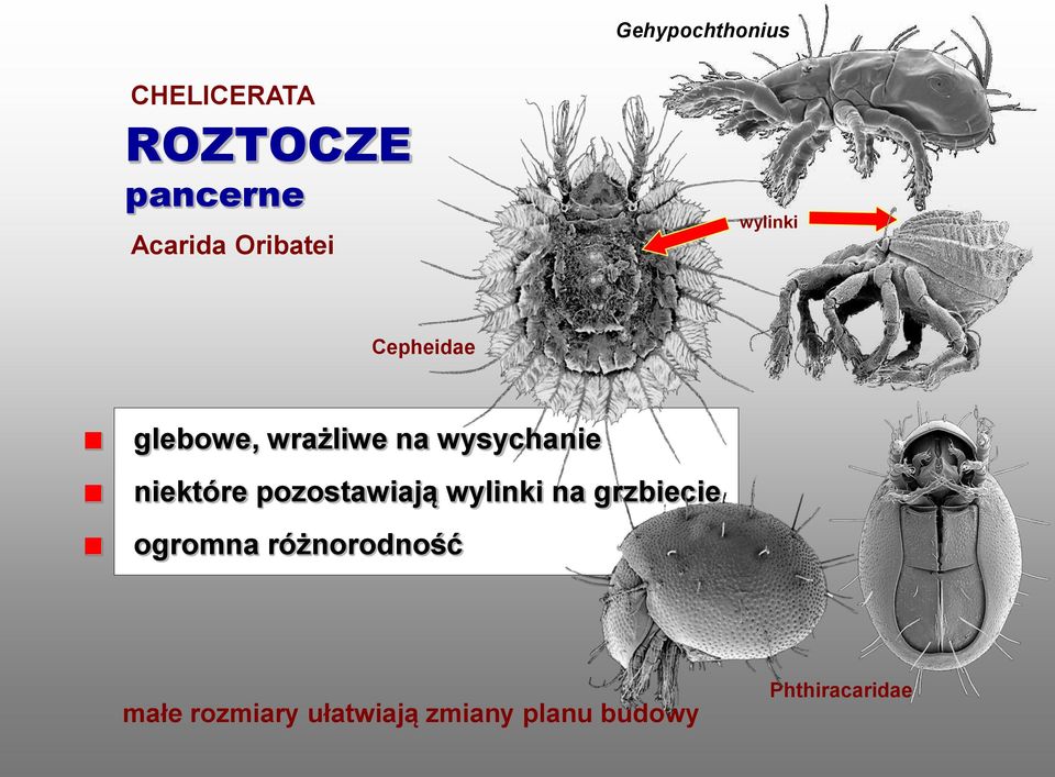 niektóre pozostawiają wylinki na grzbiecie ogromna