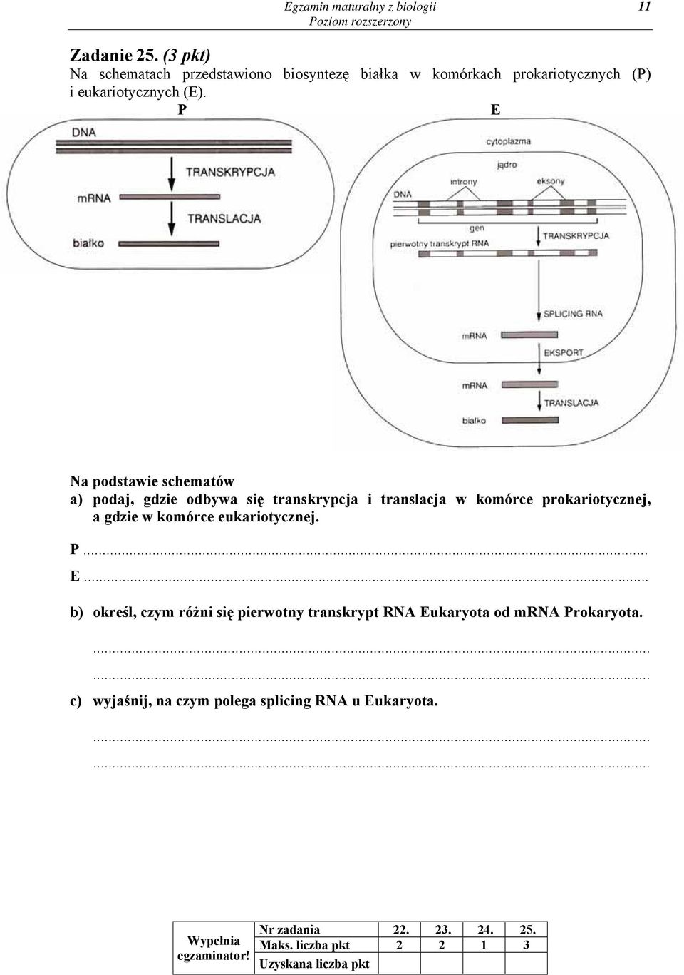 P E Na podstawie schematów a) podaj, gdzie odbywa się transkrypcja i translacja w komórce prokariotycznej, a gdzie w komórce