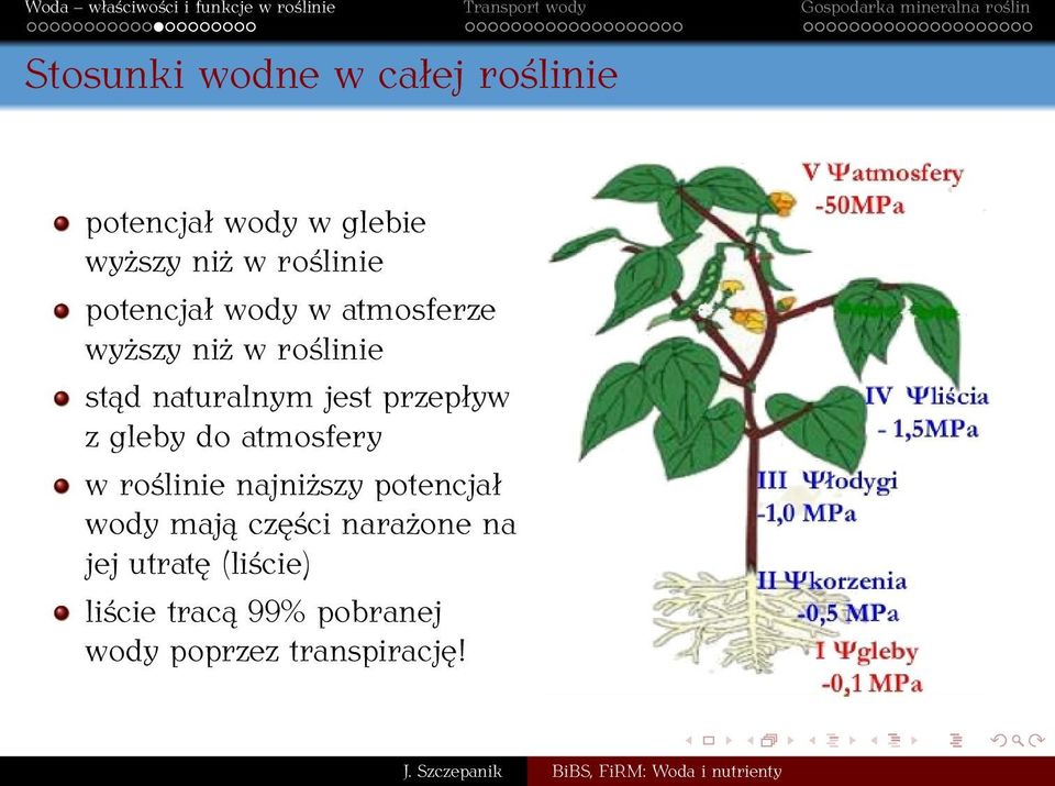 przepływ z gleby do atmosfery w roślinie najniższy potencjał wody mają części