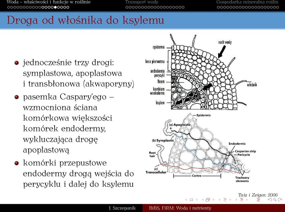 komórkowa większości komórek endodermy, wykluczająca drogę apoplastową