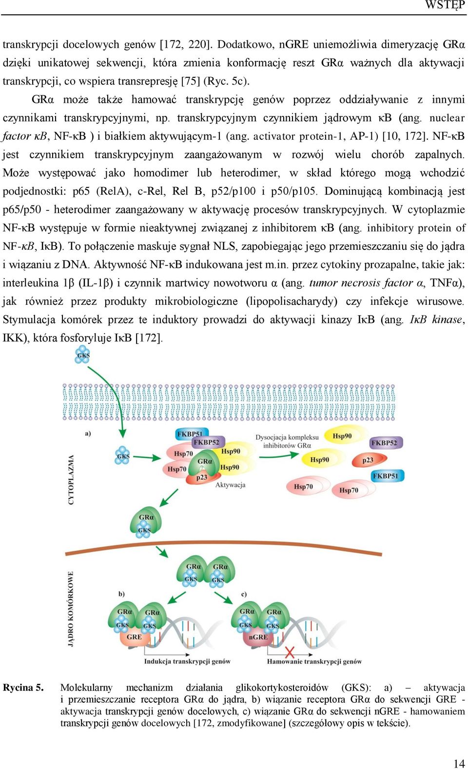 GRα może także hamować transkrypcję genów poprzez oddziaływanie z innymi czynnikami transkrypcyjnymi, np. transkrypcyjnym czynnikiem jądrowym κb (ang.