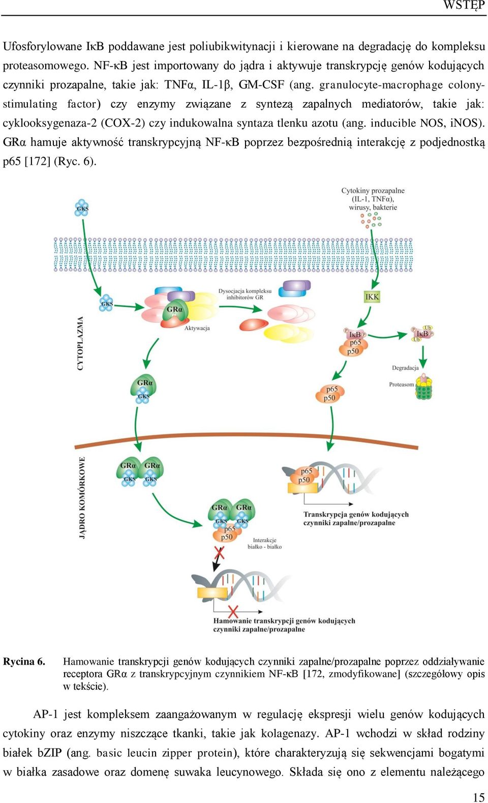 granulocyte-macrophage colonystimulating factor) czy enzymy związane z syntezą zapalnych mediatorów, takie jak: cyklooksygenaza-2 (COX-2) czy indukowalna syntaza tlenku azotu (ang.