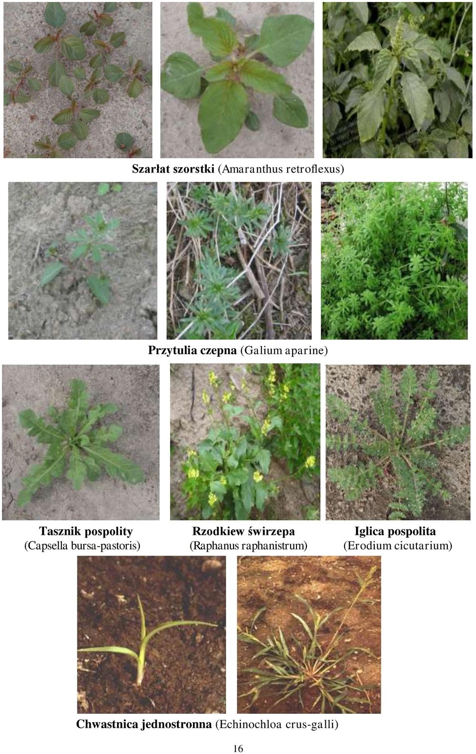 pospolita (Capsella bursa-pastoris) (Raphanus raphanistrum)