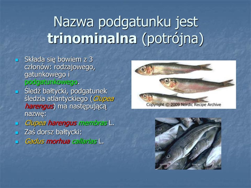 Śledź bałtycki, podgatunek śledzia atlantyckiego (Clupea harengus) ma