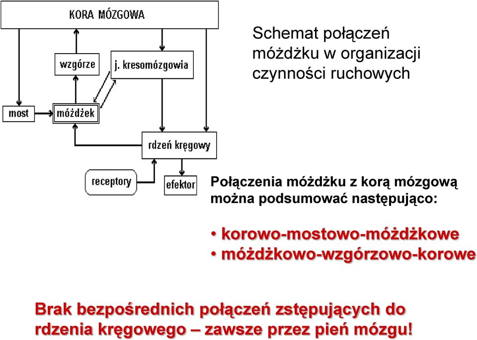 korowo-mostowo-móżdżkowe móżdżkowo-wzgórzowo-korowe Brak