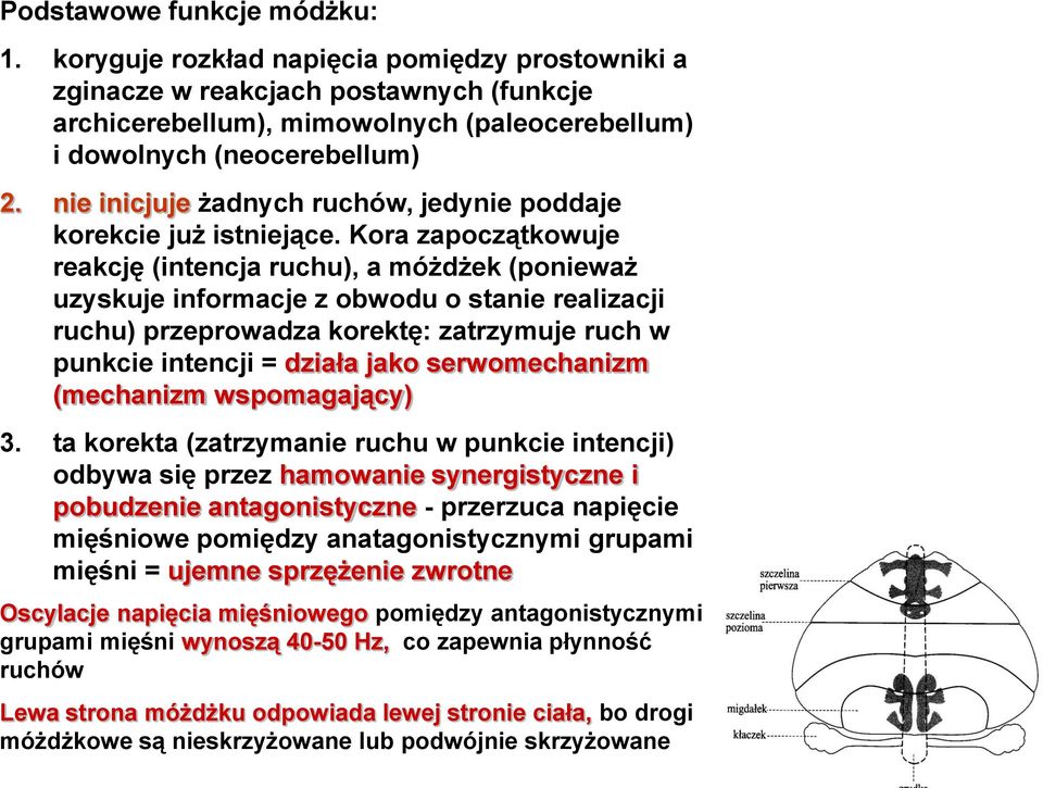 Kora zapoczątkowuje reakcję (intencja ruchu), a móżdżek (ponieważ uzyskuje informacje z obwodu o stanie realizacji ruchu) przeprowadza korektę: zatrzymuje ruch w punkcie intencji = działa jako