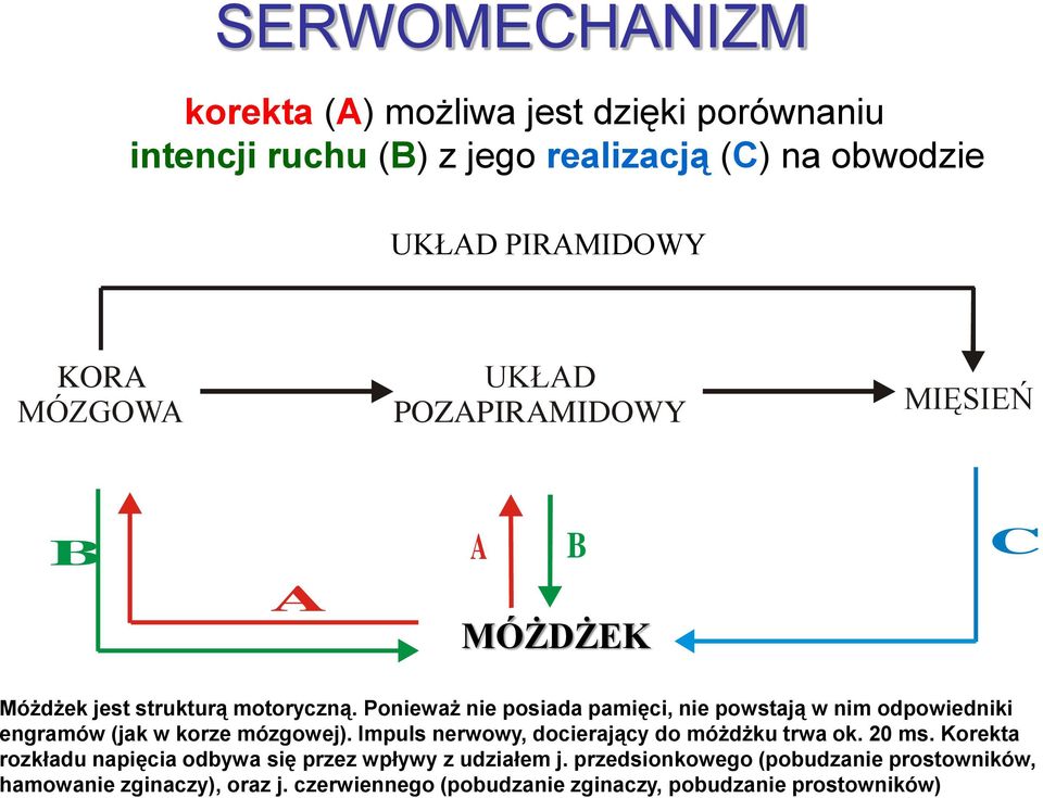 Ponieważ nie posiada pamięci, nie powstają w nim odpowiedniki engramów (jak w korze mózgowej). Impuls nerwowy, docierający do móżdżku trwa ok.