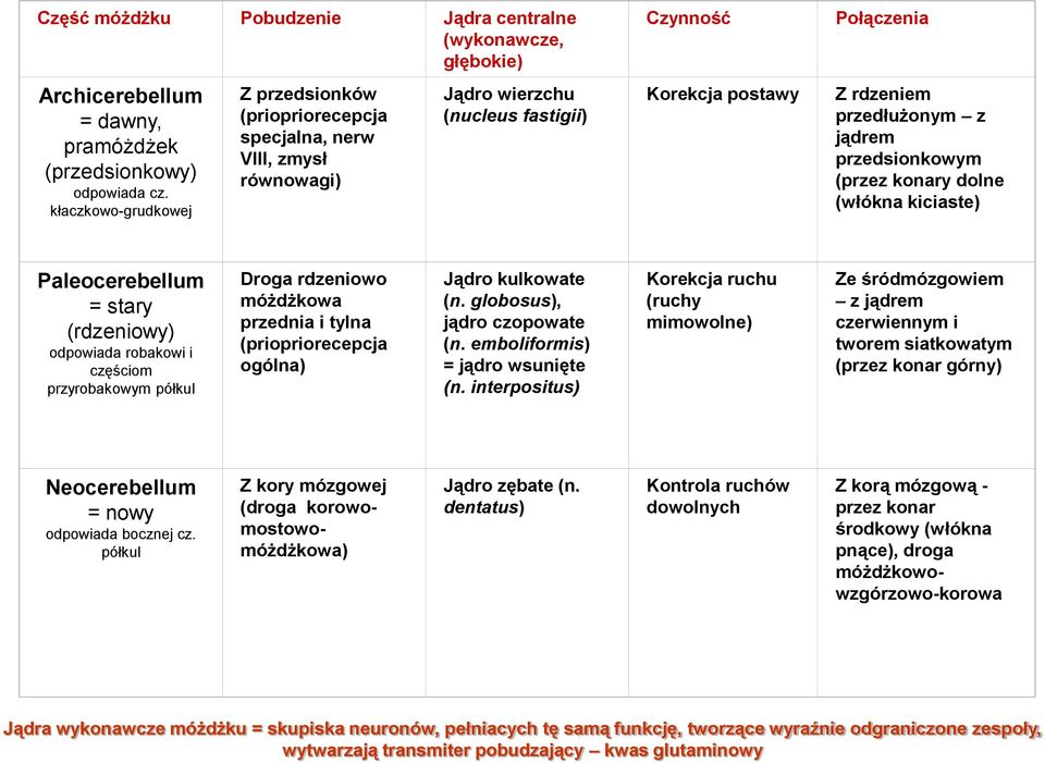 przedsionkowym (przez konary dolne (włókna kiciaste) Paleocerebellum = stary (rdzeniowy) odpowiada robakowi i częściom przyrobakowym półkul Droga rdzeniowo móżdżkowa przednia i tylna