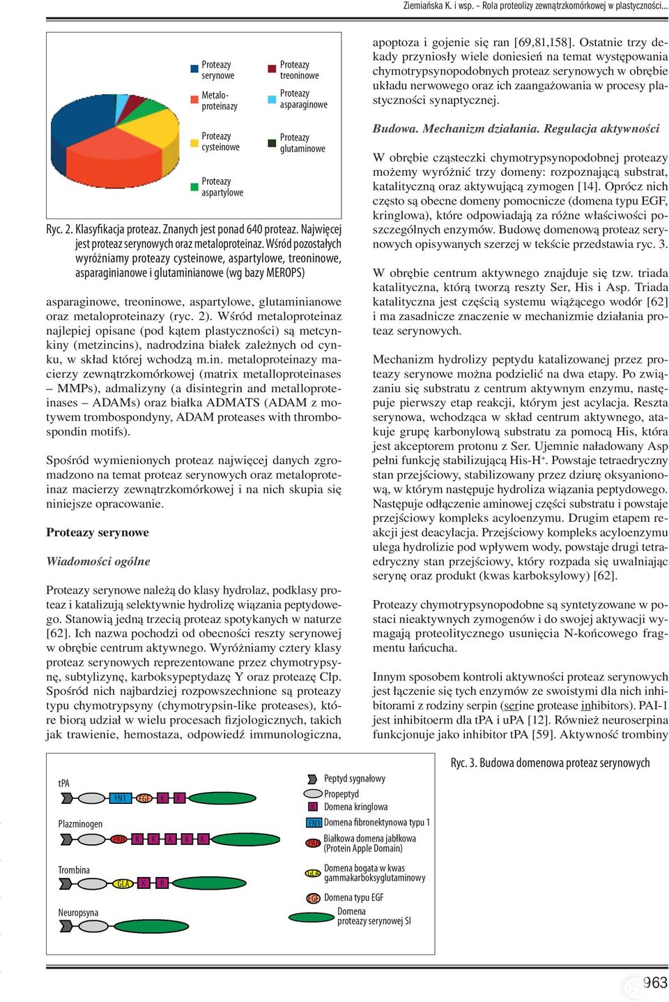 asparaginowe, treoninowe, aspartylowe, glutaminianowe oraz metaloproteinazy (ryc. 2).