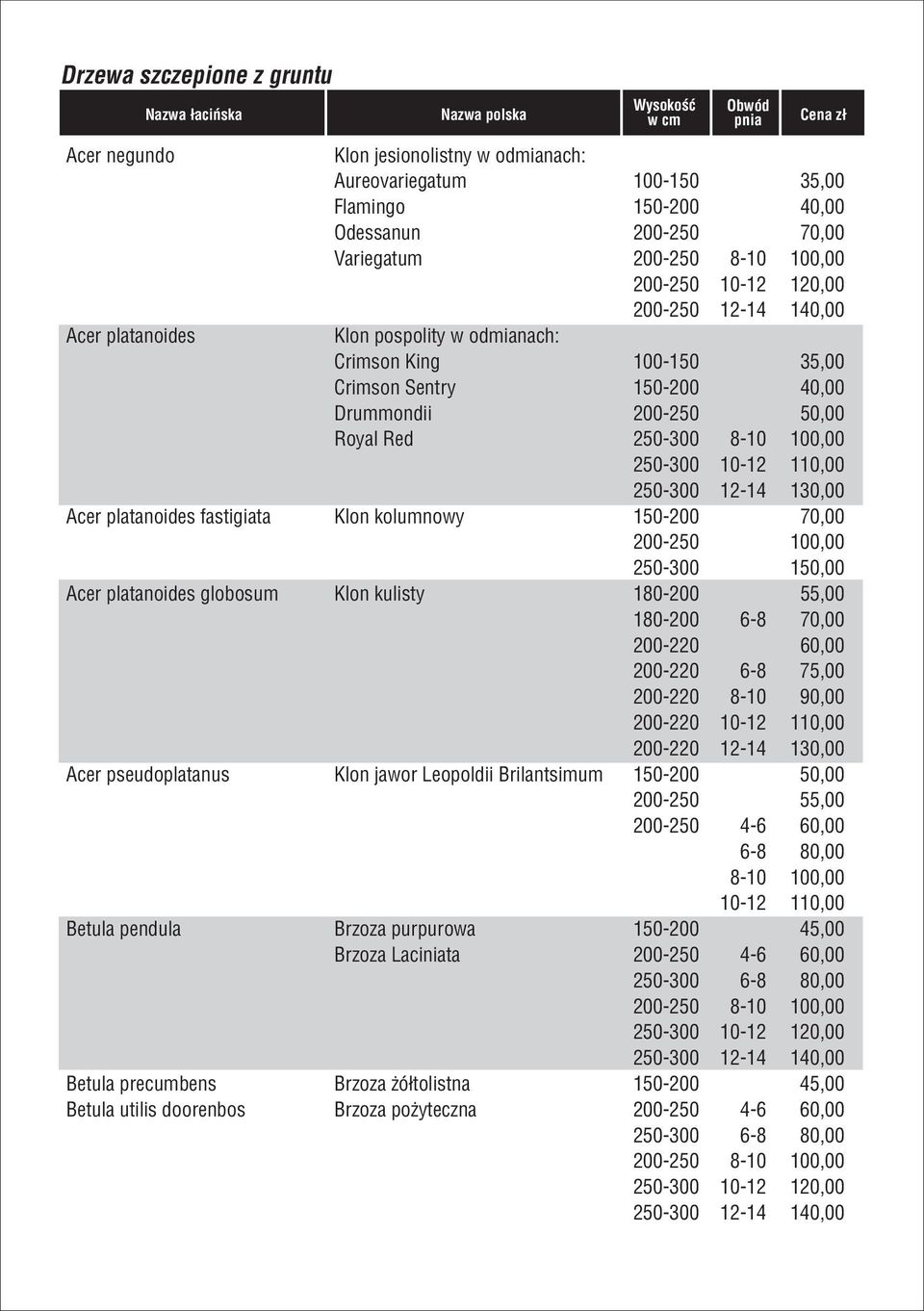 200-250 50,00 Royal Red 250-300 8-10 100,00 250-300 10-12 110,00 250-300 12-14 130,00 Acer platanoides fastigiata Klon kolumnowy 150-200 70,00 200-250 100,00 250-300 150,00 Acer platanoides globosum