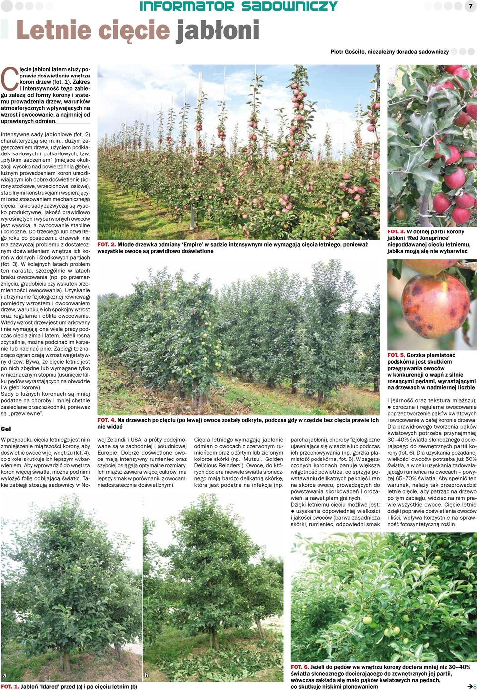 Intensywne sady jabłoniowe (fot. 2) charakteryzują się m.in.: dużym zagęszczeniem drzew, użyciem podkładek karłowych i półkarłowych, tzw.