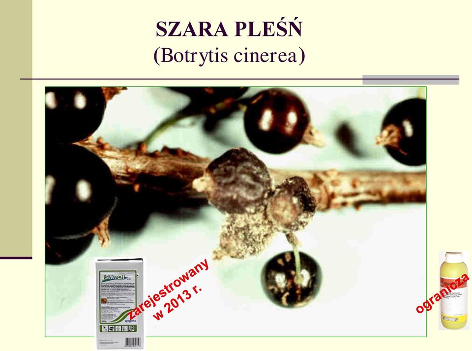 (Botrytis