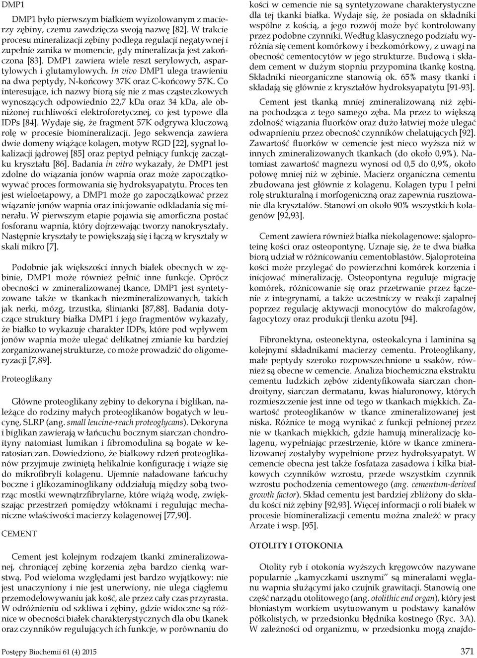 DMP1 zawiera wiele reszt serylowych, aspartylowych i glutamylowych. In vivo DMP1 ulega trawieniu na dwa peptydy, N-końcowy 37K oraz C-końcowy 57K.