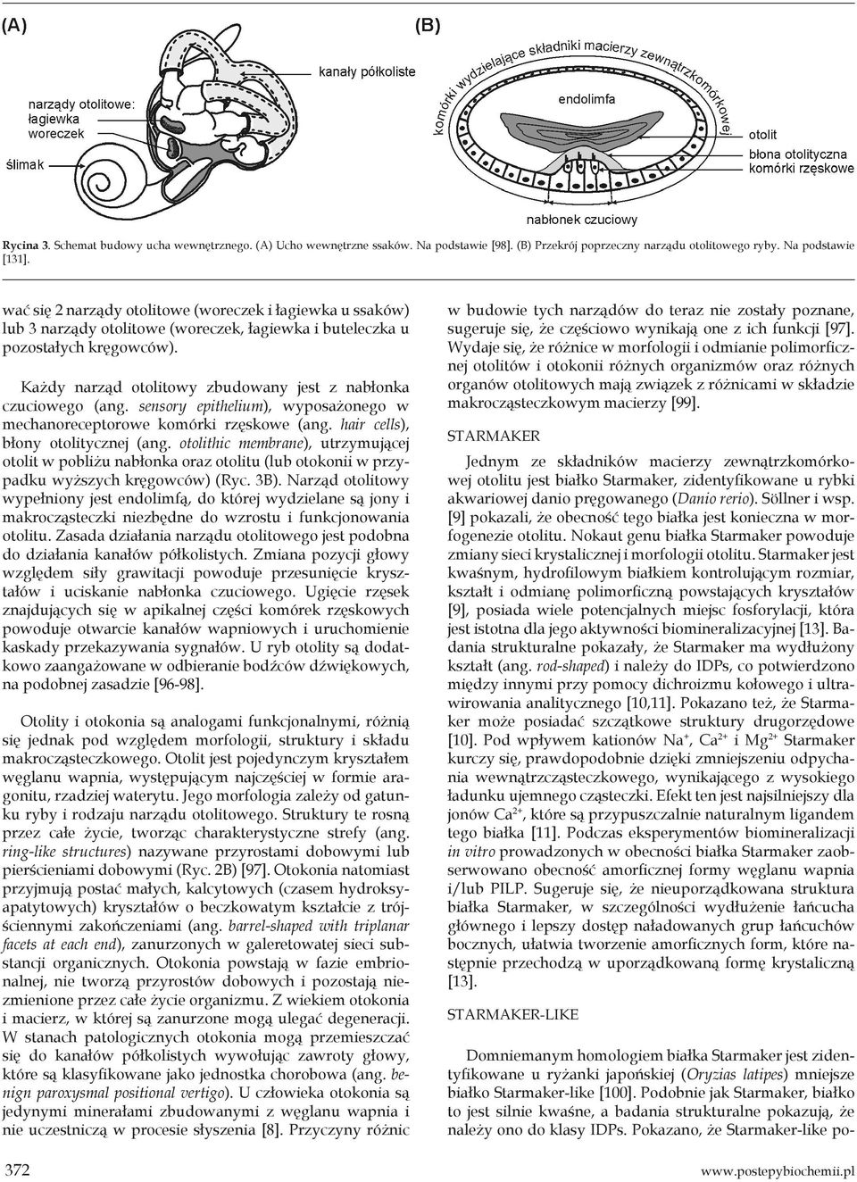 Każdy narząd otolitowy zbudowany jest z nabłonka czuciowego (ang. sensory epithelium), wyposażonego w mechanoreceptorowe komórki rzęskowe (ang. hair cells), błony otolitycznej (ang.