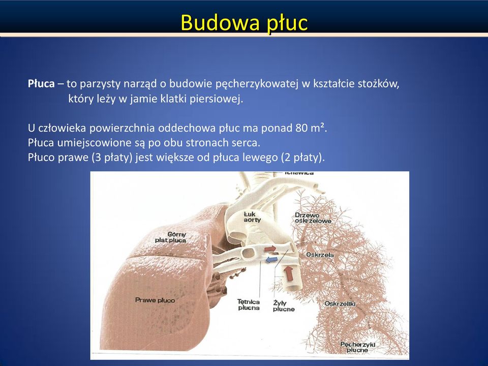 U człowieka powierzchnia oddechowa płuc ma ponad 80 m².