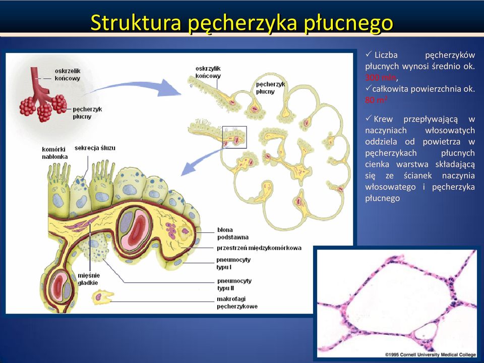 80 m 2 Krew przepływającą w naczyniach włosowatych oddziela od powietrza