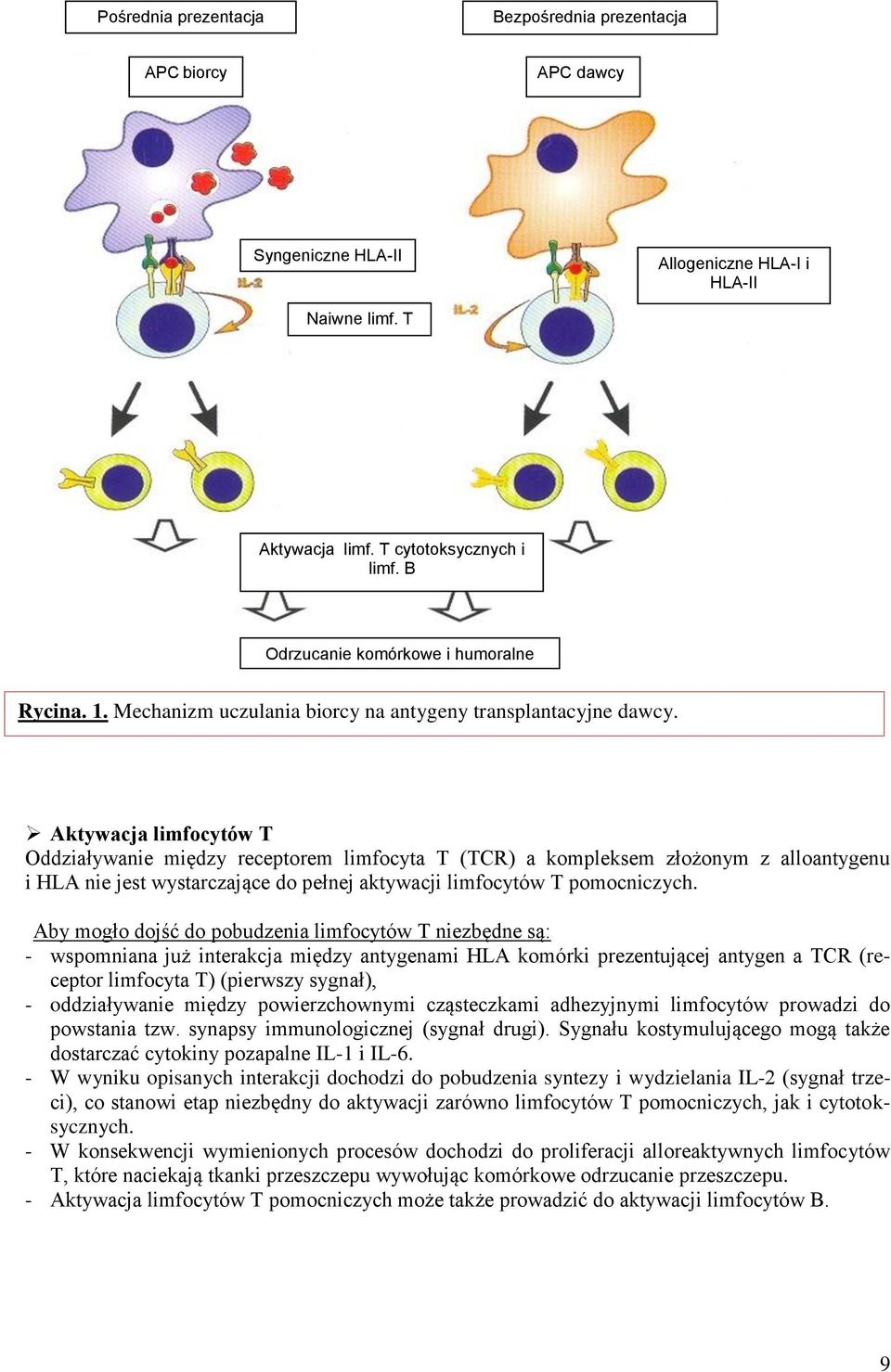 Aktywacja limfocytów T Oddziaływanie między receptorem limfocyta T (TCR) a kompleksem złożonym z alloantygenu i HLA nie jest wystarczające do pełnej aktywacji limfocytów T pomocniczych.