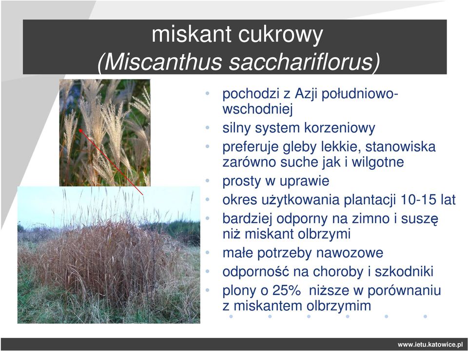 okres użytkowania plantacji 10-15 lat bardziej odporny na zimno i suszę niż miskant olbrzymi