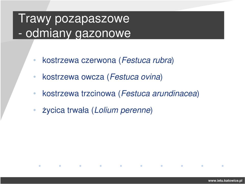 kostrzewa owcza (Festuca ovina) kostrzewa