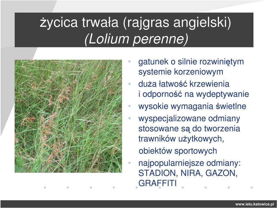 wymagania świetlne wyspecjalizowane odmiany stosowane są do tworzenia trawników