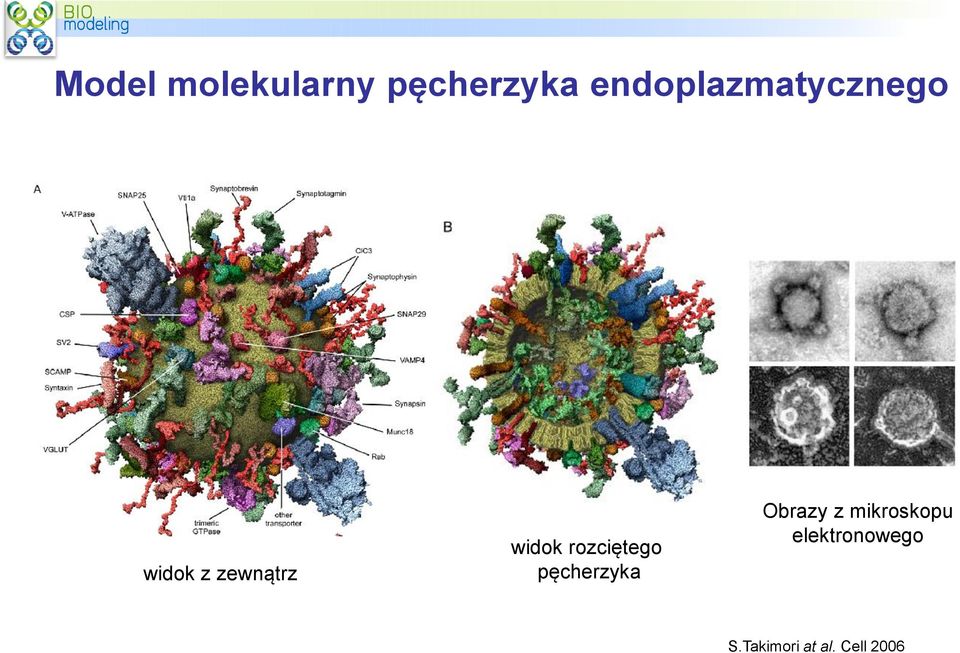 widok rozciętego pęcherzyka Obrazy z