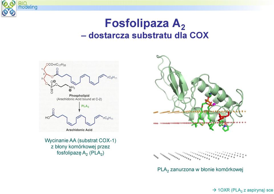 komórkowej przez fosfolipazę A 2 (PLA 2 ) PLA