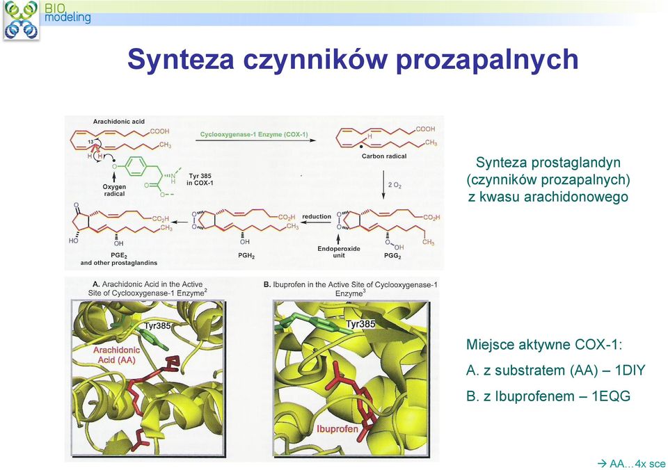 kwasu arachidonowego Miejsce aktywne COX-1: A.