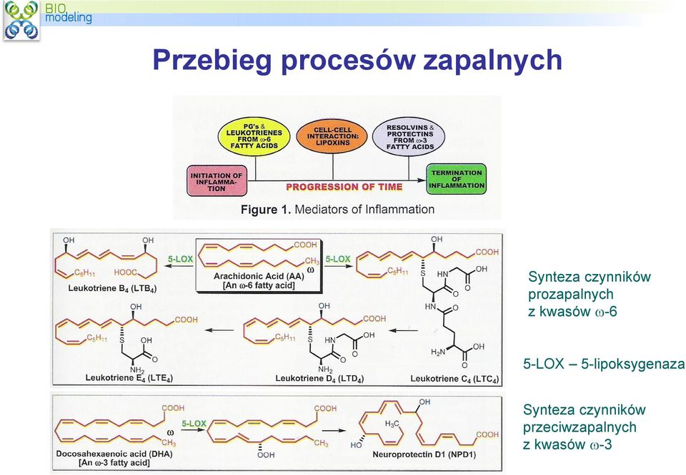 kwasów -6 5-LOX 5-lipoksygenaza