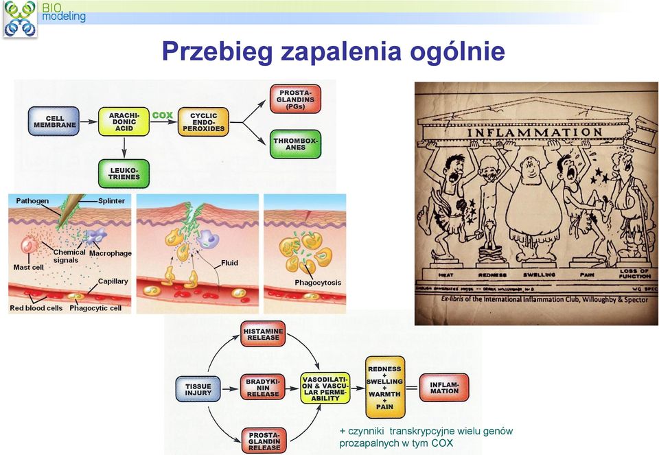 transkrypcyjne wielu