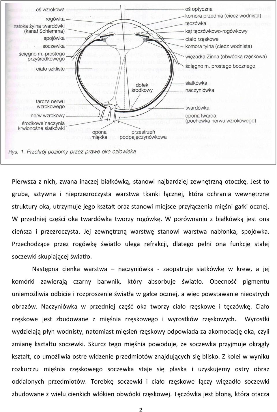 W przedniej części oka twardówka tworzy rogówkę. W porównaniu z białkówką jest ona cieosza i przezroczysta. Jej zewnętrzną warstwę stanowi warstwa nabłonka, spojówka.